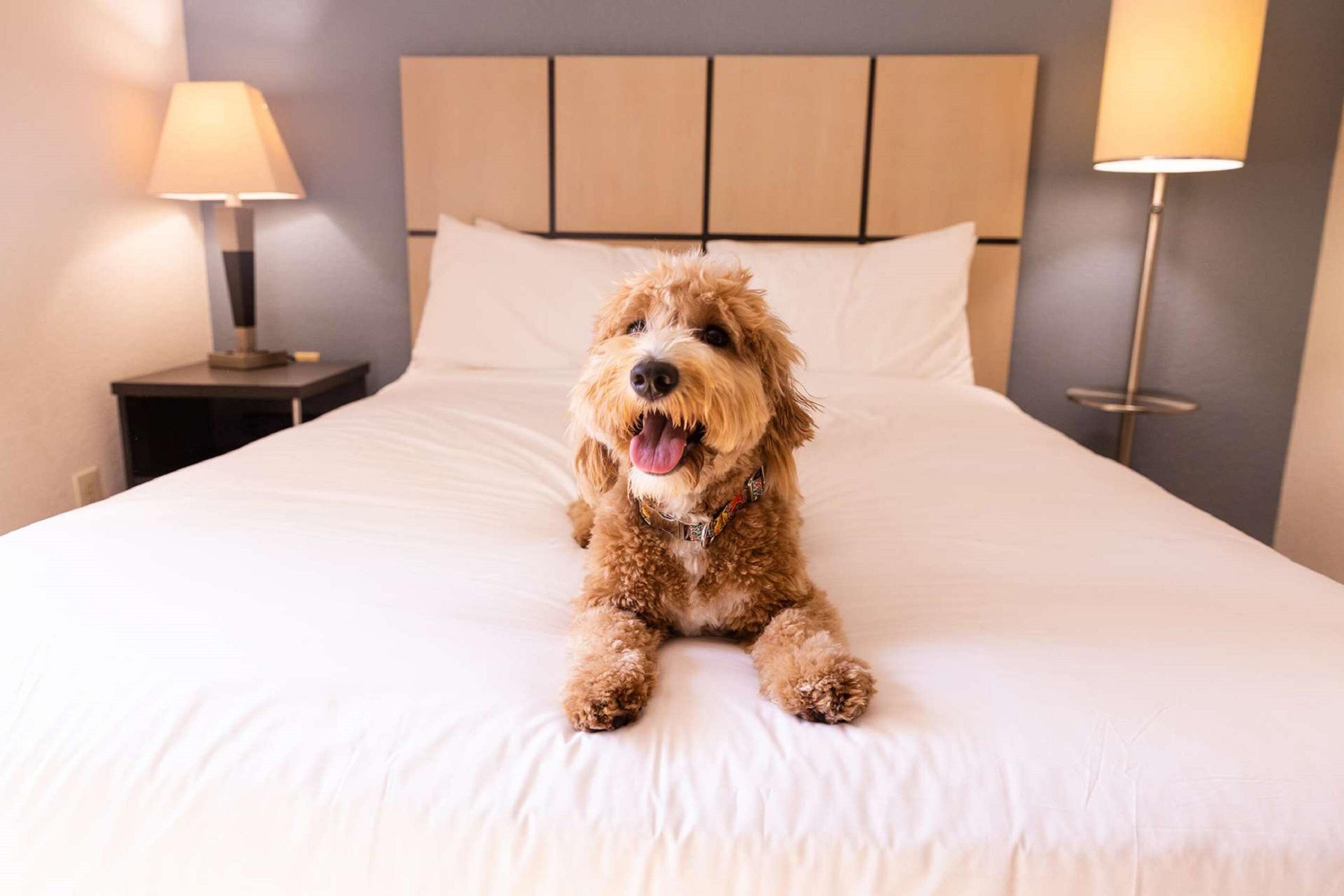 Sonesta Simply Suites ألباكركي المظهر الخارجي الصورة